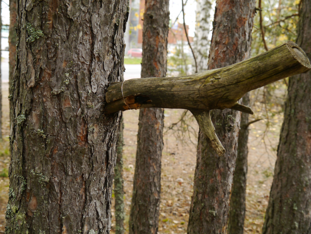 kuva 2: Valeoksan avulla puuhun tehty kätkö. Kuvaaja: Juha Kämäräinen