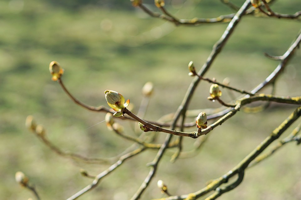 kuvassa keväisen puun versoja, vihreä tausta